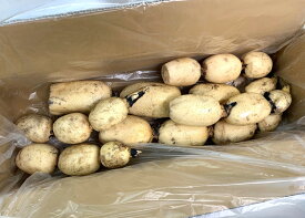 【減農薬】千葉県産　有坂さんの蓮根　約4kg箱【冷蔵】