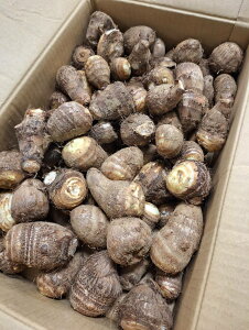 yL@F؁zR@^emt@[̗L@@5kgy①z