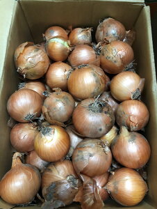 yL@F؁zkC̗L@ʂ˂@10kgy①z