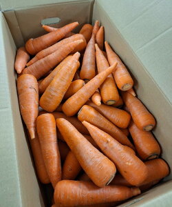 y_zV̐lQi􂢁j10kgy①z