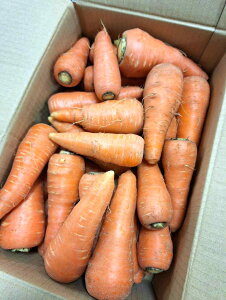 yL@F؁zR@^emt@[̗L@lQi􂢁j10kgy①z