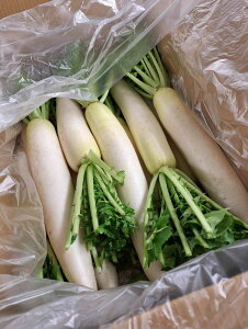 yL@F؁zt̗L@卪it؁E􂢁j10{y①z