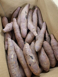 yL@F؁zt@t̗L@܈iׂɂ͂邩j5kgy①z