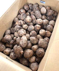 yL@F؁zt@Ԃ̗L@@10kgy①z