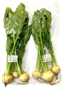 yL@F؁zt@Ԃ̗L@ԁi3`5j500gPx4 Zbgy①z