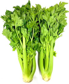 【農薬未使用】愛知県　渥美のセロリ　1株　x2個セット【冷蔵】