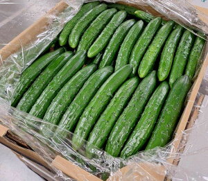 y_zʌY@[Ĵイ@5kg@y①z