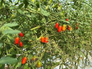 yL@F(]ԒjzX@Ìỹ~jg}g@3kgy①z