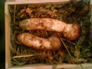 【天然もの】岩手県 山形町のまつたけ 約100g入1箱【冷蔵】