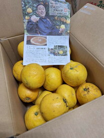 【特別栽培】愛媛県　無茶々園のジューシーフルーツ（河内晩柑）　約10kg箱【冷蔵】