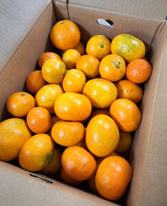 y_zk@F{@̑B݂@5kgy①z