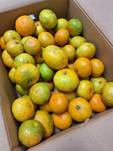 y_zk@F{@̎q̑B݂@5kgy①z