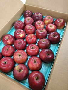 y_z쌧@񂲁@MB̍gʁi傭ji20`28j4.5kgy①z