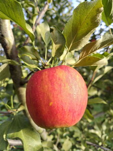 【減農薬】群馬県 りんご 石田さんの高原シナノスイート(12〜28個入)約5kg箱【冷蔵】