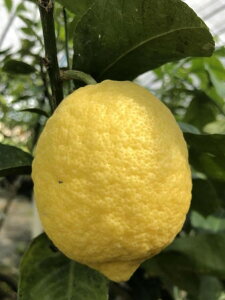 y_z|݂ށ@F{@̃iX{j4kgy①z