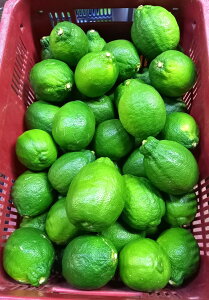 yL@F؁z|݂ށ@Q̗L@i̍j 10kgy①z