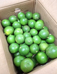 yL@F؁z|݂ށ@F{@̗L@(Og) @5kgy①z