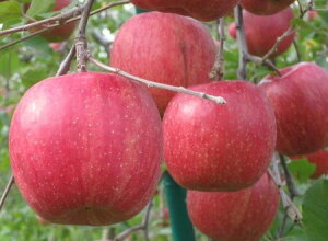 yL@F؁zX@񂲁@k_̗L@񂲁iTӂji20`23j5kgy①z