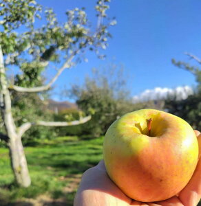 y_zQn@񂲁@Γc̍ܖi12`25j5kgy①z