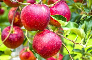 y_z쌧@񂲁@MB̏Hfi΂ji13`20j5kgy①z