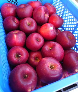 y_z쌧@񂲁@F̃Vimzbyi񂲁ji13`20j5kgy①z