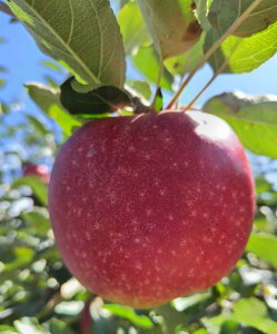 y_z񂲁@Qn@Γc̍iˁji10`23j5kgy①z