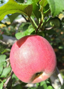 y_zQn@񂲁@Γc̐VEi12`25j5kgy①z