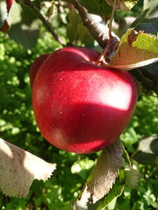 y_zQn@񂲁@Γc̍A[[Wii12`25j5kgy①z