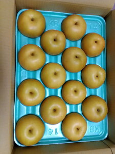 y_z쌧@a@F̓쐅i)i11`16j5kgy①z