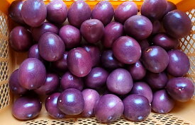 【特別栽培】鹿児島県　徳之島のパッションフルーツ（約90〜100個入）約9kg（箱）【冷蔵】