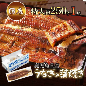 y ӂH׉Q!! z Y 傤Ȃ̊Ă 1 250g [Ȃ Y { Mtg Ă F Y j a  Ђ܂Ԃ K Ⓚ] OMtg v[g 