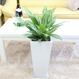 楽天市場 アグラオネマ レオンの通販