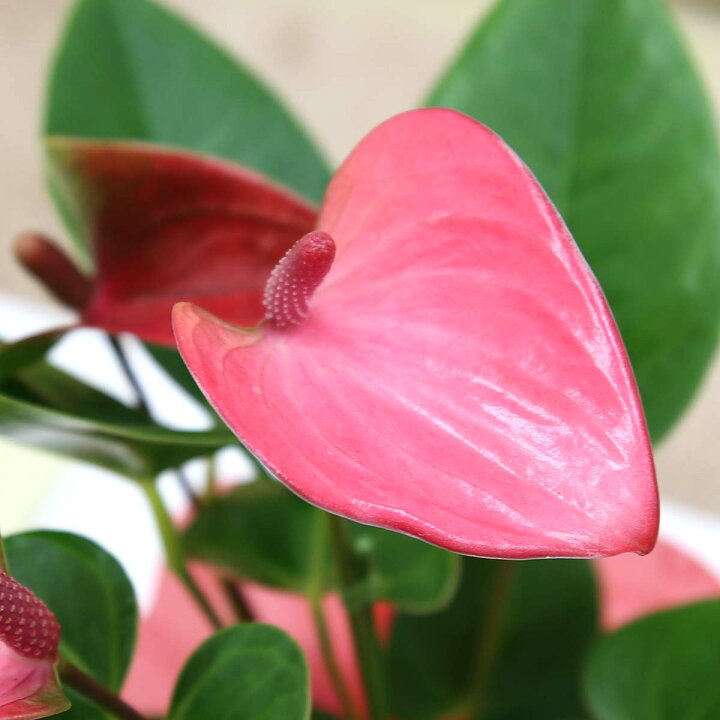 観葉植物 アンスリウム ピンク バスケット鉢カバー 送料無料 最大55 オフ