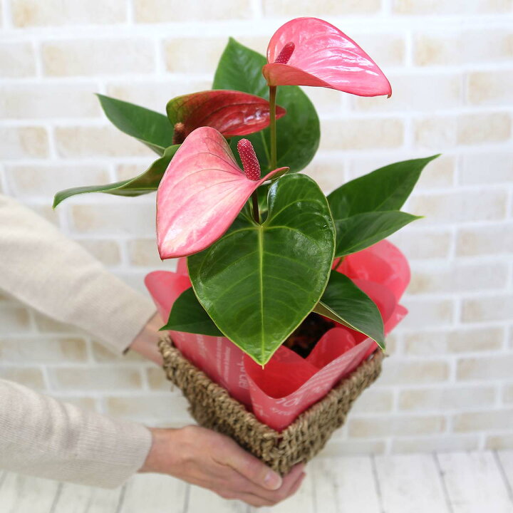 楽天市場 母の日 空気を浄化するといわれているアンスリウム アンスリューム ピンク バスケット鉢カバー ブルーミングスケープ