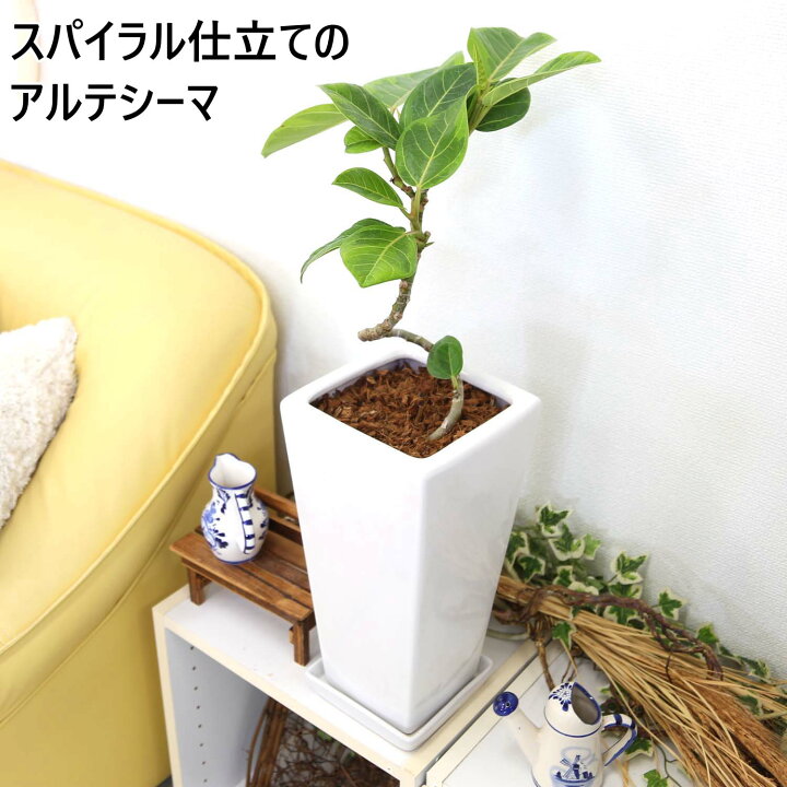 楽天市場】スパイラル仕立てのアルティシーマ 7号 ホワイト陶器鉢 