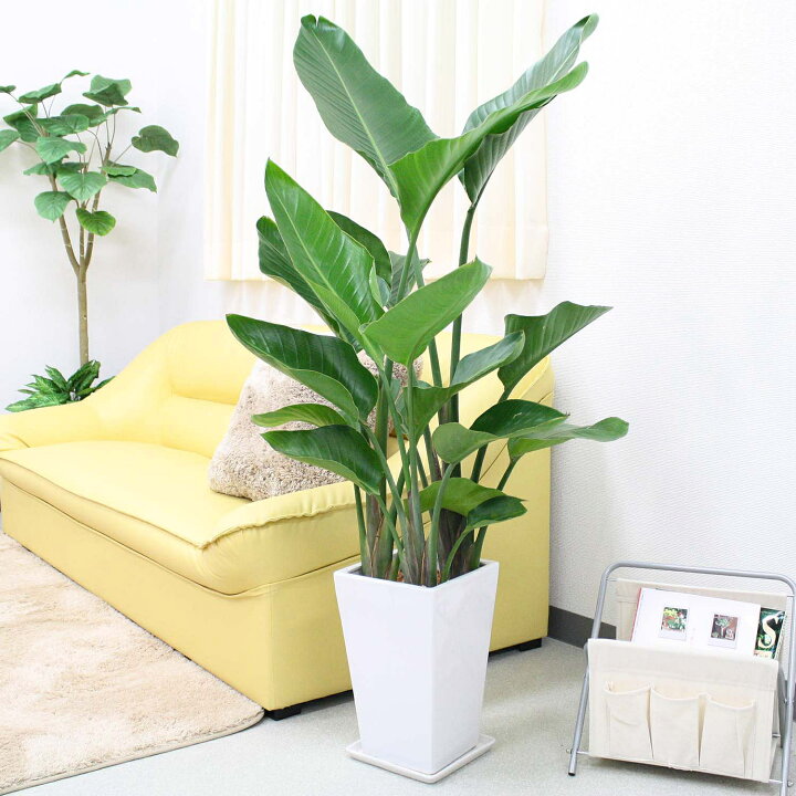 楽天市場】ストレリチア（ストレチア）・オーガスタ 8号 「3株植え 