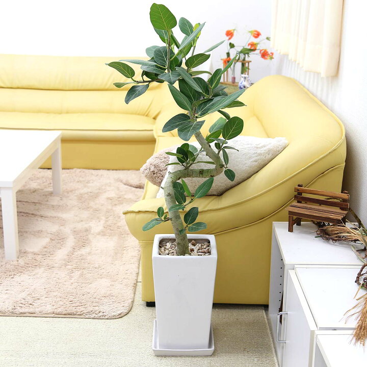 スタイリッシュ 人気のパキラ 7号 Gタイプ ホワイト陶器鉢 中型サイズの観葉植物