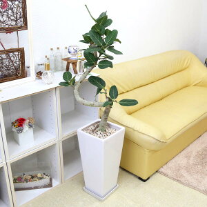 XpCdẴtBJX xKVX 9 Iׂ铩픫 Z^Cvbu[~OXP[v