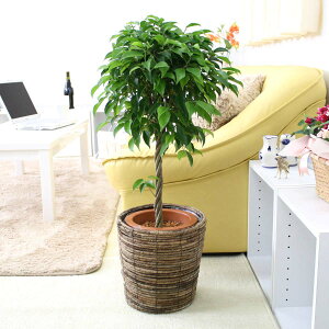 xW~ 7+uEoXPbgJo[ y̕\ʁFEbh`bvbϗtA u[~OXP[v