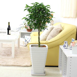 ベンジャミン 8号 スクエアホワイト陶器鉢 Gタイプ 土の表面:ウッドチップ|観葉植物 ブルーミングスケープ