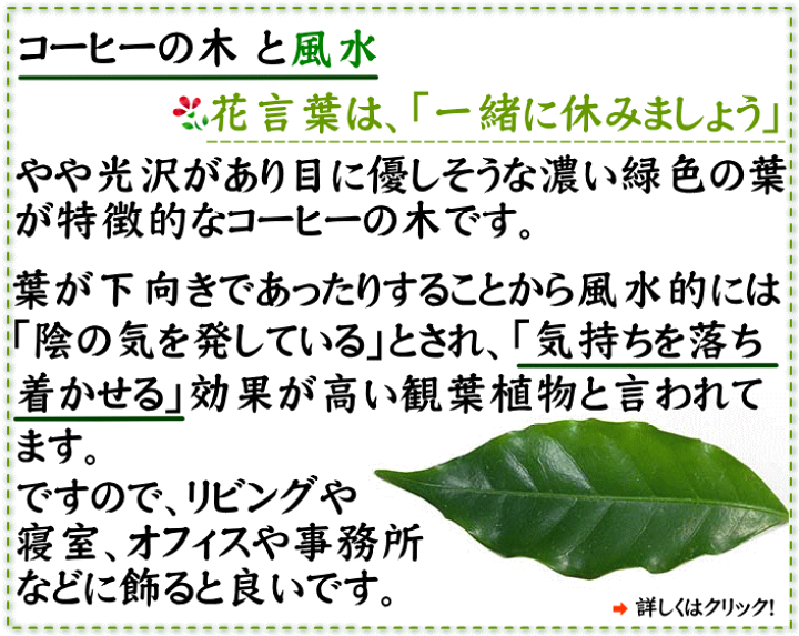 楽天市場 コーヒーの木 5号 スクエアプラスチック鉢 鉢皿付き ブルーミングスケープ