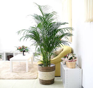 AJV 10+XgCvoXPbgJo[ y̕\ʁFEbh`bvbϗtA u[~OXP[v