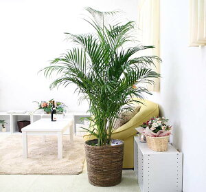 AJV 10+uEoXPbgJo[ y̕\ʁFEbh`bvbϗtA u[~OXP[v