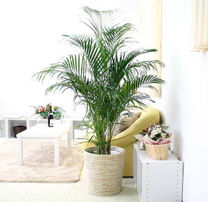 AJV 10+zCgoXPbgJo[ y̕\ʁFEbh`bvbϗtA u[~OXP[v