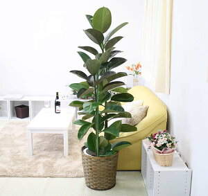 観葉植物 10号 ゴムの木の人気商品 通販 価格比較 価格 Com