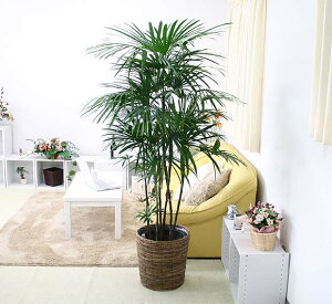 V|iV`Nj 10+uEoXPbgJo[ y̕\ʁFEbh`bvbϗtA u[~OXP[v