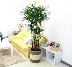 V|iV`Nj 10+XgCvoXPbgJo[ y̕\ʁFEbh`bvbϗtA u[~OXP[v