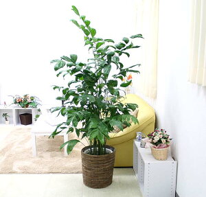観葉植物 チャメドレアの人気商品 通販 価格比較 価格 Com
