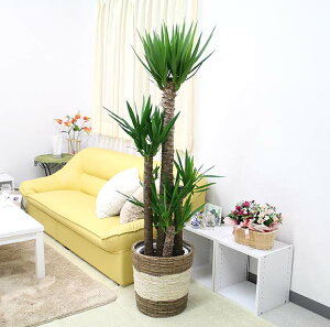 bJiN̖؁j10+XgCvoXPbgJo[ y̕\ʁFEbh`bvbϗtA u[~OXP[v