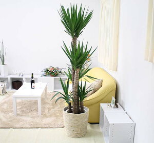 bJiN̖؁j10+zCgoXPbgJo[ y̕\ʁFEbh`bvbϗtA u[~OXP[v